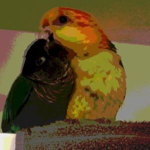 Meet your Posher, Erin